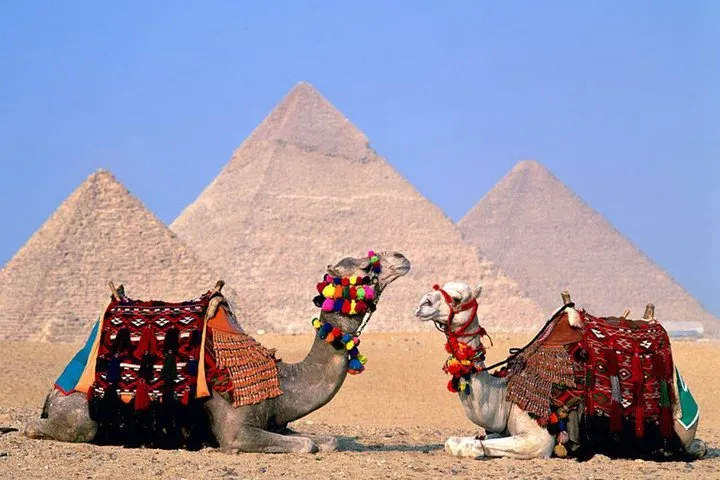 Two resting camels in front of the three Giza pyramids on a private luxury Egypt tour with flights, Giza, Egypt